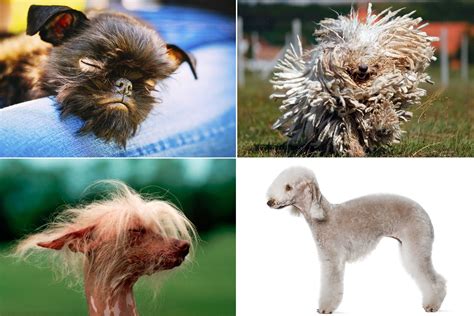 15 weird-looking dog breeds