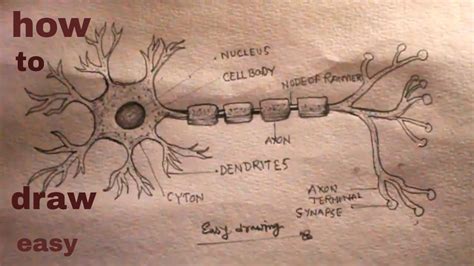 How TO Draw neuron easy/neuron diagram/neuron drawing - YouTube