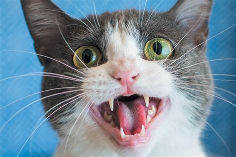 Guest Article: Your Cat Is Meowing Constantly - 7 Reasons Why | KittyCorner