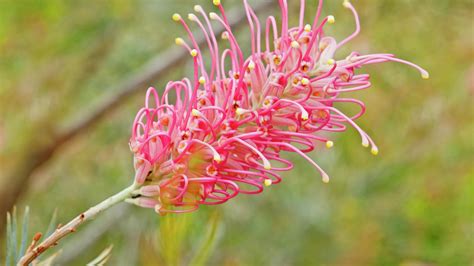 Planting, Growing And Pruning Grevilleas - Bunnings New Zealand