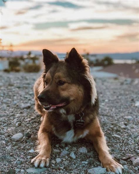 Border Collie German Shepherd Mix Facts