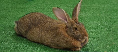 Flemish Giant Rabbit Breeders in California - Our Lovely Rabbits