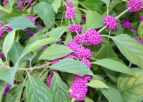 American beautyberry shines in late summer | Mississippi State ...