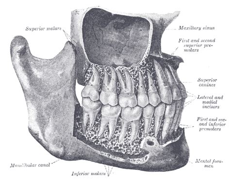 Molar (tooth) - wikidoc