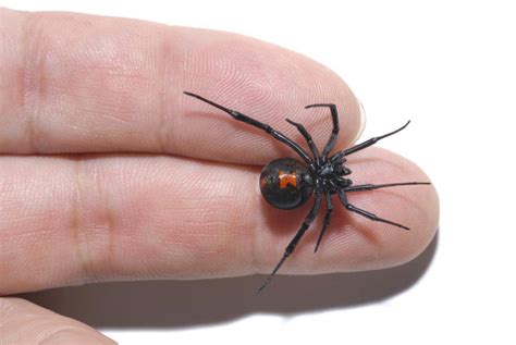 Are There Black Widows In Missouri? | Rottler Pest Solutions