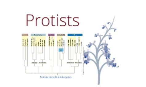 Copy of Protist Classification by Aulia Oktavicaesarian on Prezi