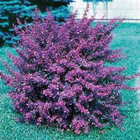 Red Leaf Barberry - 1 | Garden shrubs, Shrubs, Plants