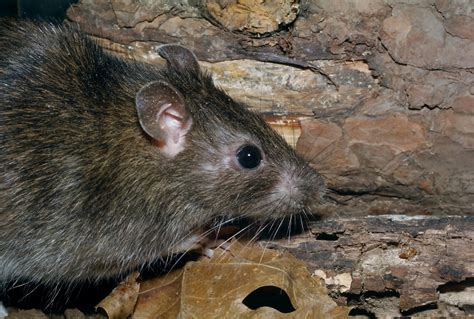 Identifying a Rat Infestation in Your Home