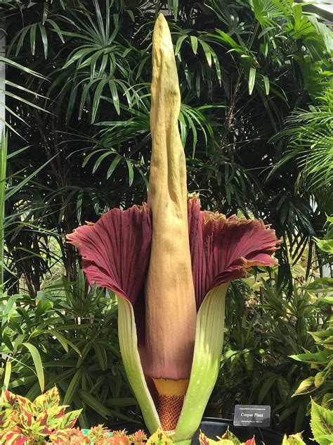 Aloha from Hawaii: The Rare, Giant corpse flower at Foster Botanical ...