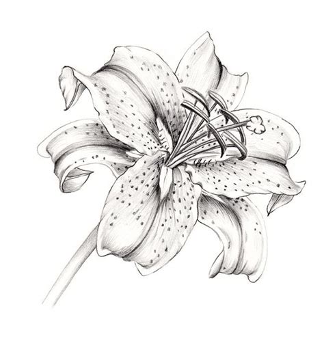 Stargazer Lily Drawing Sketch Template | Lilies drawing, Lily tattoo ...