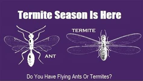 When is Termite Swarming Season you ask?