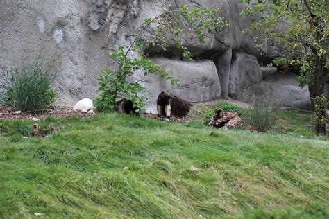 Detroit Zoo - Giant Anteater habitat - Summer, 2016 - ZooChat