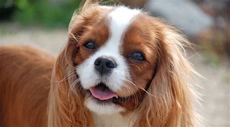 Cavalier King Charles Spaniel Breed Info: Facts, Traits, Pictures & More