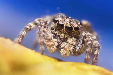 30 Jumping Spider Facts That Are Too Cute To Miss - Facts.net