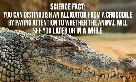 Science Fact: Knowing the Difference Between Alligators and Crocodiles