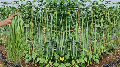 How to grow cowpeas successfully. The secret to growing cowpeas at home ...