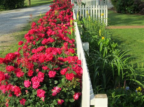 Landscape Ideas with Knockout Roses Lovely My Double Red Knockout Roses ...