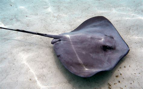 Stingray Facts | Dolphin Discovery | Blogs