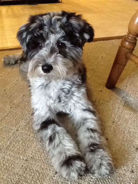 My schnoodle, Tinker | Poodle mix dogs, Schnoodle dog, Dog mixes