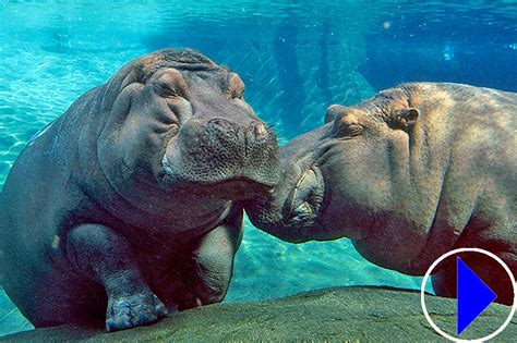 Hippos | San Diego Zoo | Live Sreaming Webcam | California