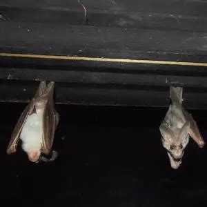 Ghost Bat - Facts, Diet, Habitat & Pictures on Animalia.bio