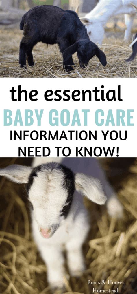 Guide to Baby Goat Care - Boots & Hooves Homestead