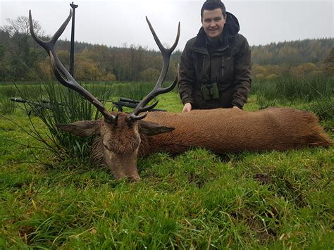 An Irish Red Stag shot during this year's rutt. : r/Hunting