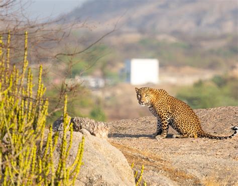 Leopard Safari Camp Jawai,Jawai Leopard Safari Camp