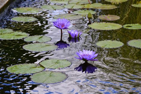 Flower and Garden: How to Grow Water Lilies or Aquatic Plants ...