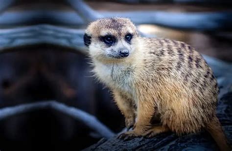 Mongoose - Description, Habitat, Image, Diet, and Interesting Facts