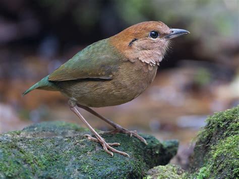 Birds of The World: Pittas (Pittidae)