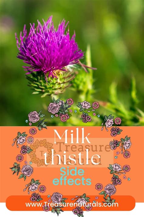 Milk thistle: side effects - TreasureNatural