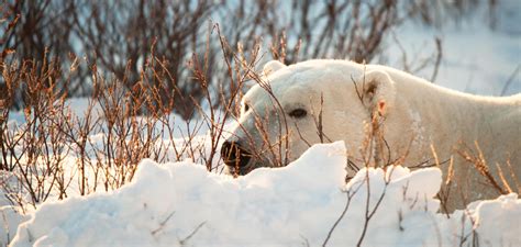 Arctic Camouflage – Wildlife in White - Churchill Polar Bears