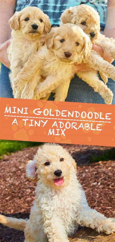 Mini Goldendoodle Mix Breed Information - Golden Retriever Poodle Mix ...