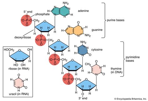 Is a Building Block of Polynucleotides Such as Dna