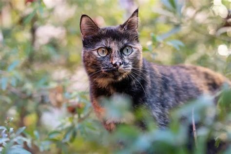 What Is a Tortie Cat: Everything You Need to Know About This Breed ...