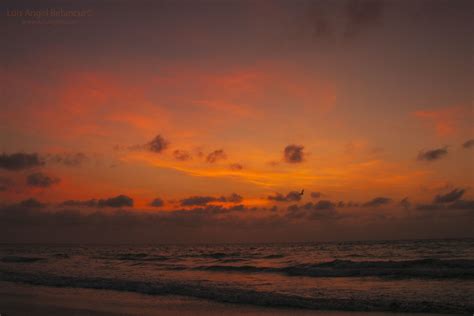 Seagull ... at sunset ...