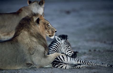 Stunning wildlife photos capture moments of surprising animal behaviour ...