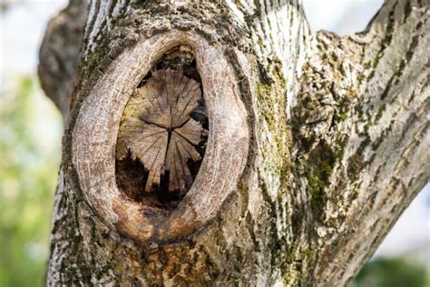 Top 5 Signs of A Diseased Tree By Tree Experts