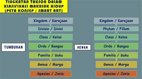 Soal Klasifikasi Makhluk Hidup Kelas 10 Beserta Jawabannya – Beinyu.com