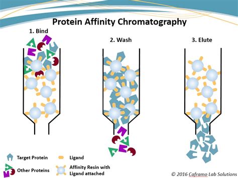 Affinity Column Chromatography for Protein Purification - JulianminPage