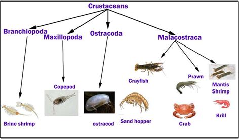 Perspective Chapter: Crustaceans Taxonomy | IntechOpen