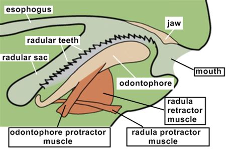 Radula - Alchetron, The Free Social Encyclopedia