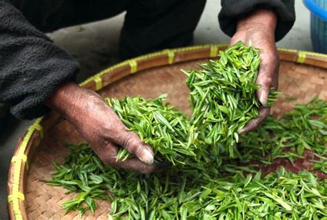 Tea Plant Complete Cultivation Guide - Wikifarmer