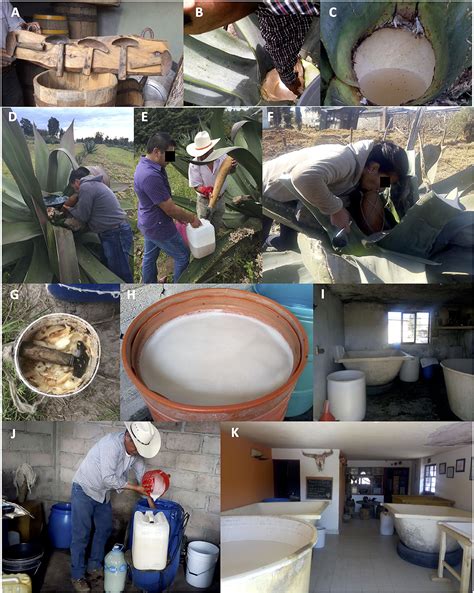 Frontiers | Sustainable Production of Pulque and Maguey in Mexico ...