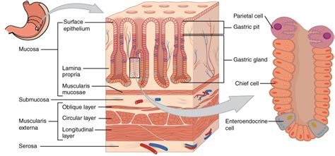 The Stomach | Anatomy and Physiology II