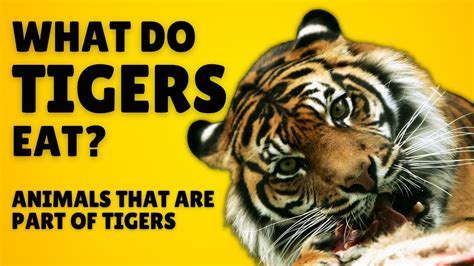 What do Tigers Eat - Tigers Diet in the Wild & in Captivity - YouTube