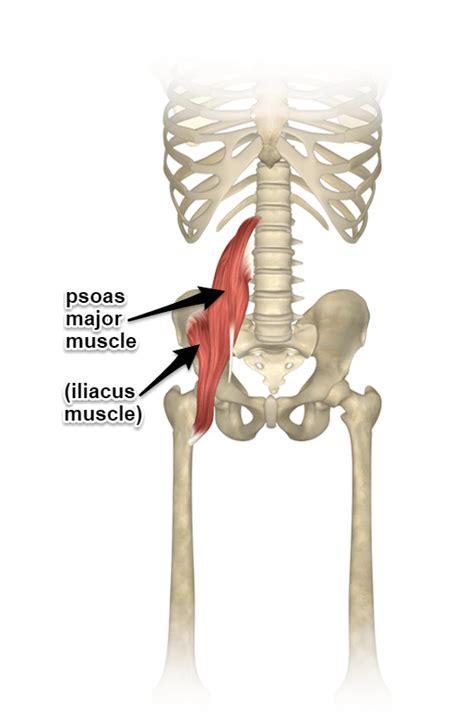 Iliopsoas muscle pain: Cause, Symptoms, Treatment & Exercises