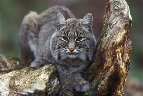 Indiana Cancels Bobcat Hunting Season Amid Public Outcry