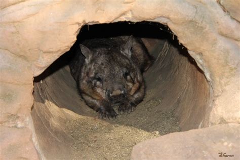 Wombat burrow | Snug as a bug in a .... wombat burrow...at t… | Flickr